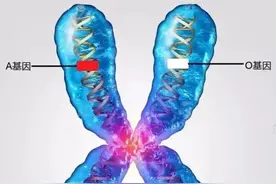 血型和父母不匹配，一定不是亲生的吗？图片
