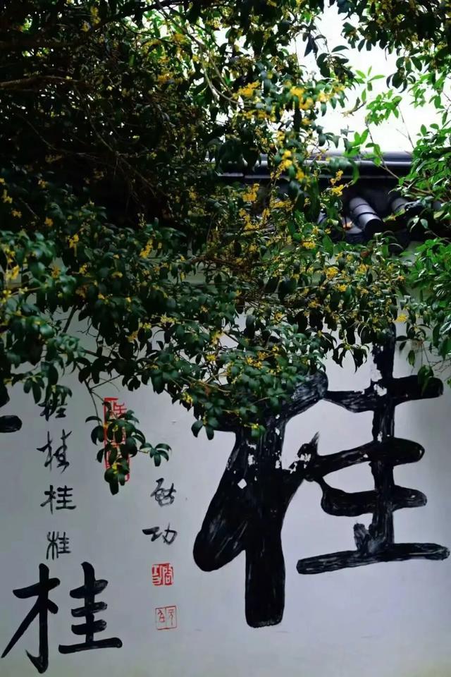 这是一条有味道的推送眼下的南宁 “桂” 气冲天，这泼天的“馥桂” 真香