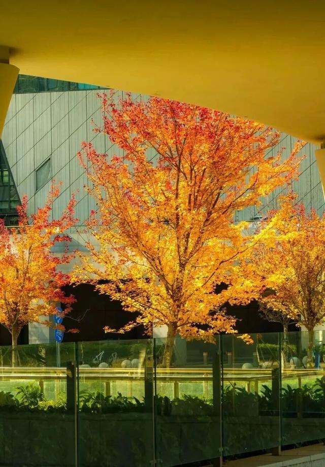 周末去打卡丨红了！吴江追“枫”宝典请收藏