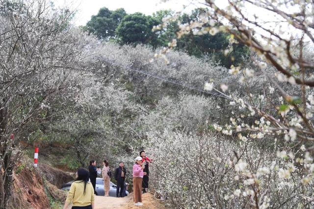 又被信宜美到了！青梅如雪，花期只有1个月