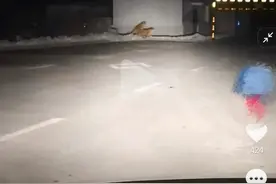 神似真老虎！网友在长白山公路边遇“大猫”，景区回应：只是摆件图片
