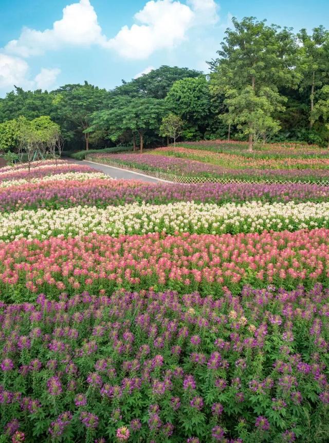 地铁直达！广州20000㎡醉蝶花海，美得好不真实！