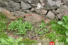 罂粟苗“撞脸”蔬菜  民警一眼识破彻底铲除图片