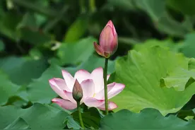 初夏池塘花开美图片