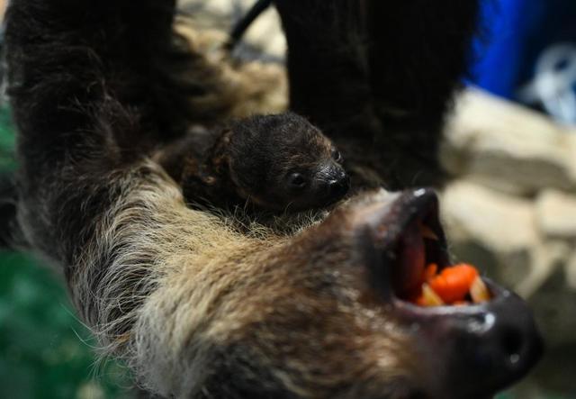 世界微笑日丨那些“天生爱笑”的萌物们