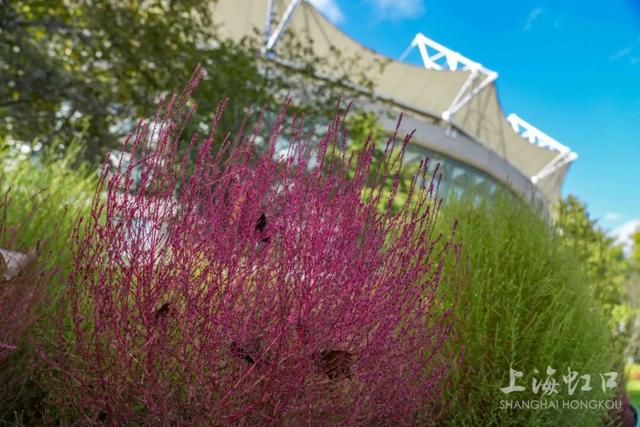 2000+地肤、450+枫树换上“秋装”！就在上海市中心这个免费公园→