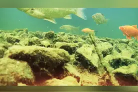探秘东平湖水下世界 感受东平湖生物多样性的魅力图片