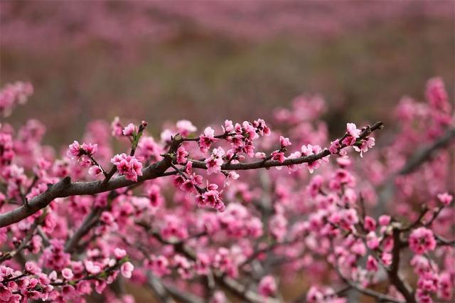 楚雄春日野趣地图上线！每一处都想立刻出发
