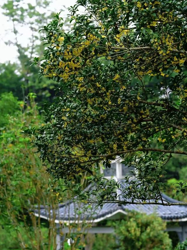 这是一条有味道的推送眼下的南宁 “桂” 气冲天，这泼天的“馥桂” 真香