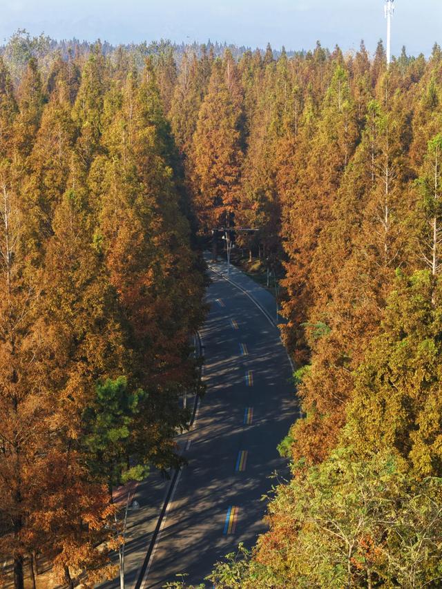 日照人的嘴是真严啊！这里都美成啥了！