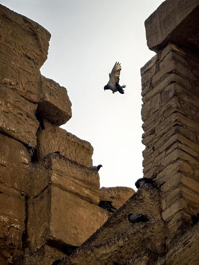 晚潮｜哈布城的鸽子