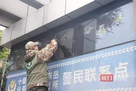 厂区窗玻璃装上防撞贴，一周救下数十条“鸟命”图片
