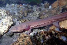 中国首份野外生存大鲵物种数据报告发表：野生种群恐将老龄化图片