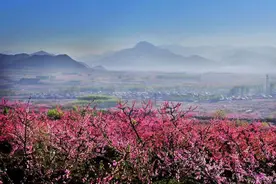 组图：北京平谷国际桃花节开幕 邀游客花海赏春图片