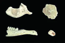 追溯南岛语族的“风之路”图片