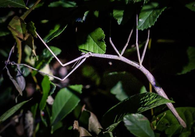 魔都夜游宝藏地打卡 公园里藏着哪些夏夜奇遇？