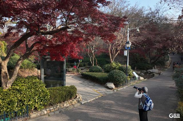 速来打卡！青岛限定“枫景”即将落幕
