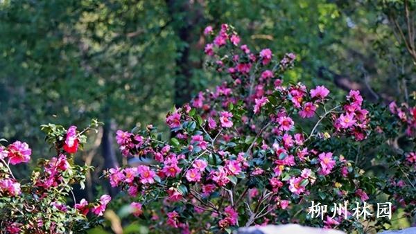 柳州市雀儿山公园茶梅盛放