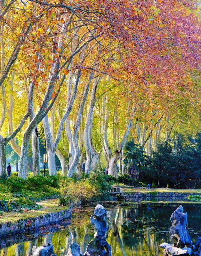 大降温后的秋日大片，来武汉植物园取景！这份小众胶片感机位请收好