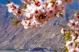 西藏拉萨：桃花映古城图片