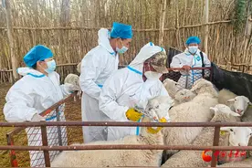 瓜州：打好秋季防疫“预防针”筑牢动物防疫“安全网”图片