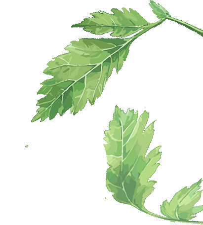 【美生活】“艾上端午 手作寄情”：“美生活”端午特辑——艾草花束DIY开始报名图片