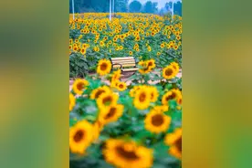 众拍丨藏不住了！摄影师镜头下的“莫奈花园”！图片