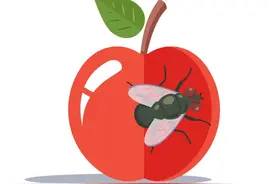 天热苍蝇太嚣张？别慌，超全灭蝇指南来了！图片