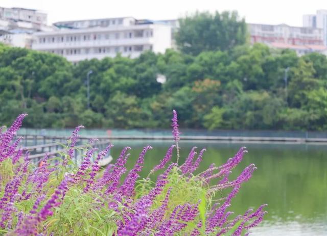 纪信广场+莲花湖公园，藏在你身边的“城市慢生活”图鉴！