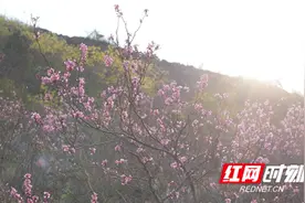 湖南江永：万亩野生紫荆花绽放 春日浪漫引游人图片