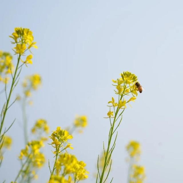 绝美！“川南最早春色”上线