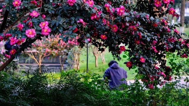 闭眼出片！武汉植物园茶梅进入最佳观赏期 这份浪漫攻略请收好