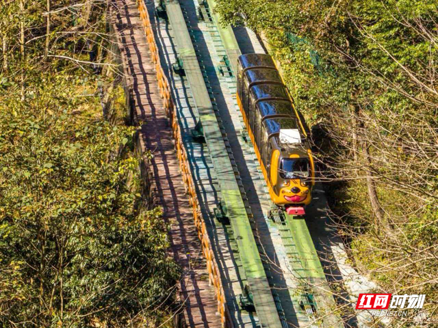 张家界十里画廊：暖冬秋色正浓 生肖电车载客入画