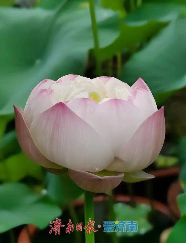 一年四季 泉在济南｜济南第39届荷花艺术节启幕，邀您共赏湖畔荷韵盛宴！