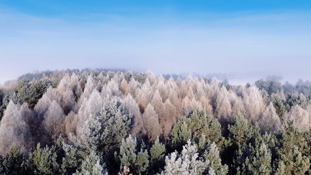 黑河市爱辉区：林海雾凇入画来