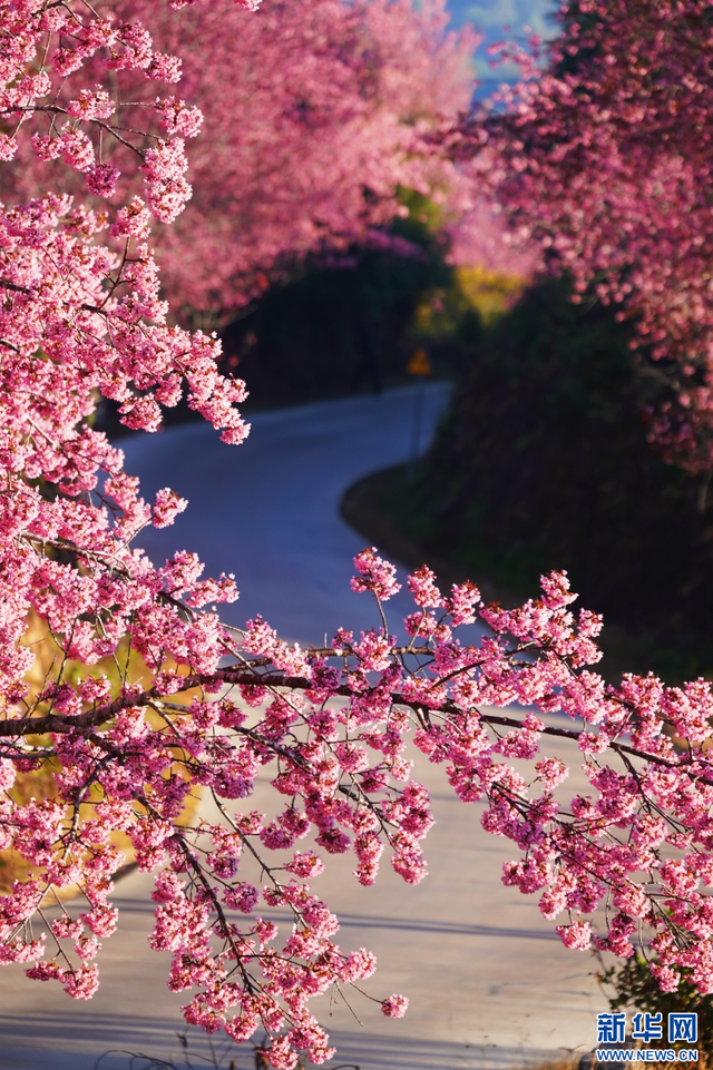 云南昌宁：冬樱花开美如画