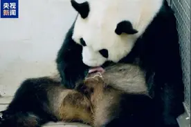 在比利时出生的3只大熊猫将回国图片