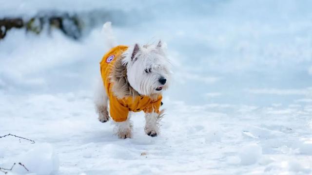 错过等一年！这个冬天，来嵩县“嗨皮”一圈！