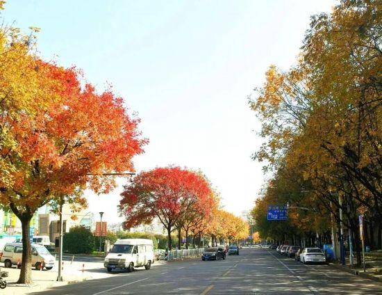 秋色浓度已拉满，申城街头 “赤橙黄绿交响曲”
