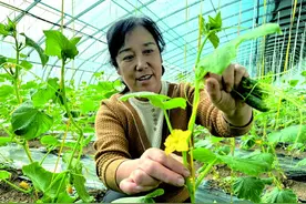 武山县洛门镇：乡村行 看振兴图片