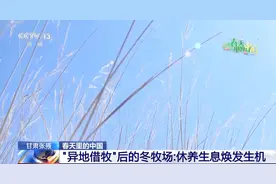 异地借牧后“牦牛专车”发车回家啦 其中还有三位“特殊乘客”图片