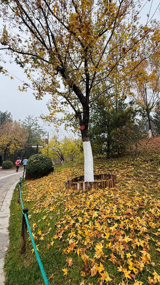 新视界｜济南佛慧山：初冬木叶黄 山高雾沾衣