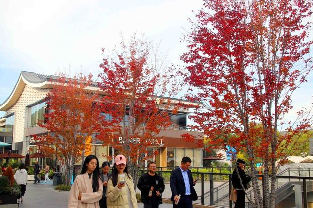 江苏苏州：初冬叶绯红，游客醉美景