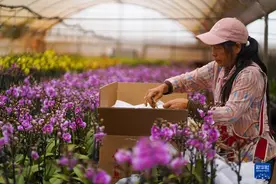 云南晋宁：年宵花走俏图片
