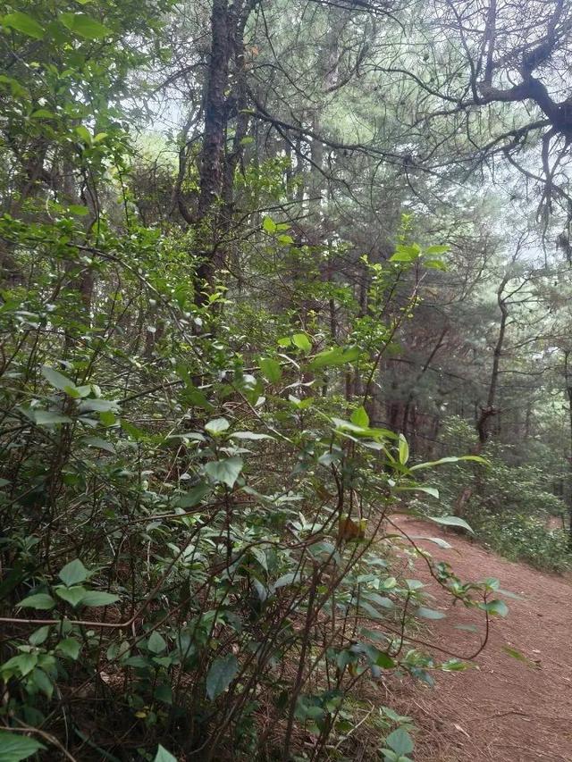 7岁男童参加夏令营在大理苍山失踪一天一夜！今早大批志愿者上山搜救