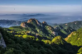 夜读丨森林的呼吸（节选）图片