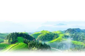 鹤峰茶 世界品图片