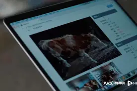 百度AI黑科技：大模型实现“与动物对话”，听懂宠物心声图片