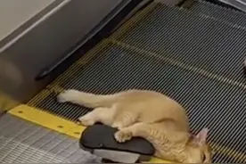 吓懵！猫咪被死死卡进扶梯，此前多发，网友炸锅！图片