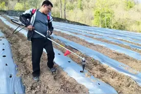 魏青：返乡带领乡亲们蹚出“金叶”致富路图片